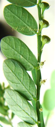  Branch subterete with narrow wing